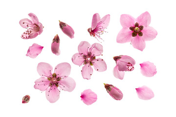 arrangement of pink peach flowers and buds on white background