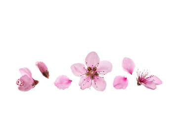isolated peach tree flowers in bloom on white background with copy space above