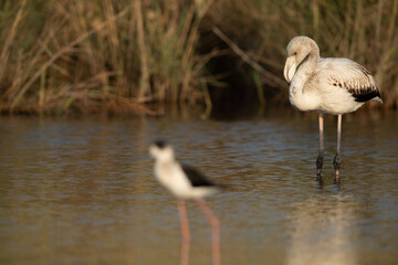 Flamingos are beautiful and gregarious wading birds