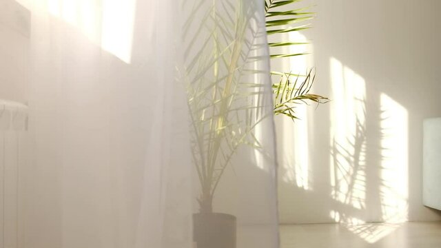 wind blows through the open window in the room. Waving white tulle near the window. Morning sun lighting the room, shadow background overlays. tropical palm tree in the room