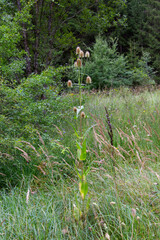 Flowers of wild teasel in the forest, also called Dipsacus fullonum or wilde karde, selected focus