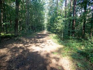 Obraz premium wood in the middle of europe