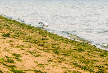 One seagull on the sea sand. Seagull on the city beach.