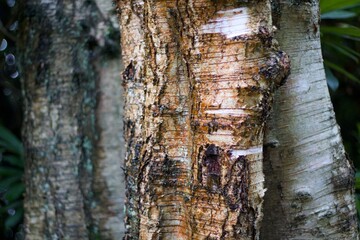 Background of weathered silver birch tree trunks on damp day