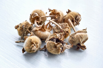 Closeup of a group of dry brown hollyhock seed pods on a light blue painted background.