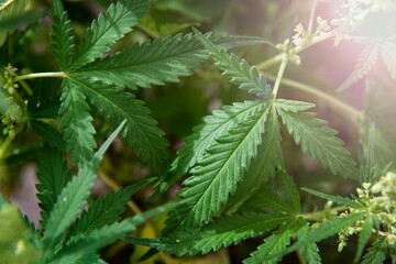 Cannabis Medical Medical Marijuana Plants.