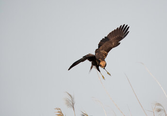 The marsh harriers are birds of prey, a medium-sized raptors