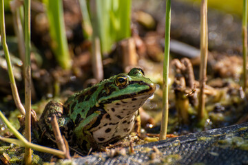 A frog sitting in the garden pond in summer