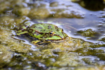 A frog sitting in the garden pond in summer