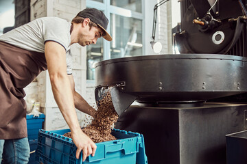 Handsome young man collecting coffee beans after roasting in special equipment