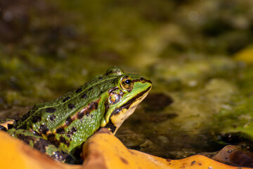 A frog sitting in the garden pond in summer