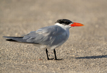 Terns are seabirds in the family Sternidae