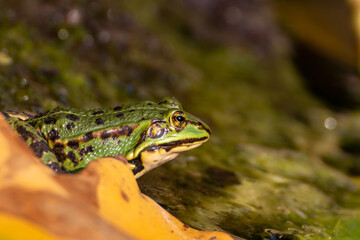 A frog sitting in the garden pond in summer