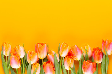 Yellow pastels color tulips on yellow background.