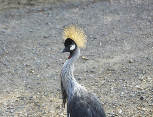 grey crowned crane