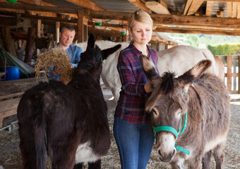 Portrait of positive woman working on farm stall, looking after donkeys ..