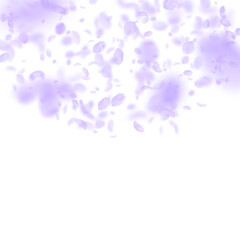 Violet flower petals falling down. Unequaled roman