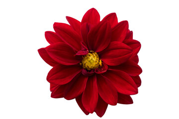 Deep red flower with yellow core isolated on white background