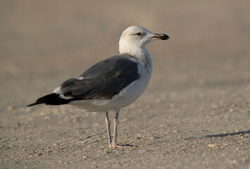 Fototapeta premium The great black-backed gull is the largest member of the gull family