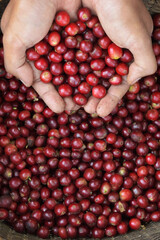 close up of fresh coffee beans on hand 