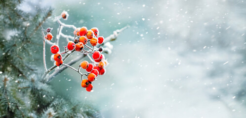 Spruce branch and red rowan berries in the forest on a blurred background during a snowfall