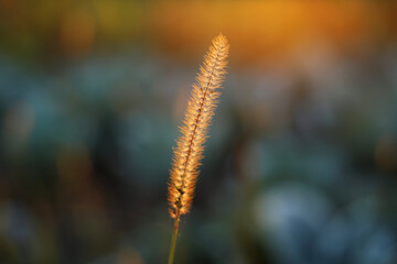 A ripe blade of grass with seeds in the field, illuminated by the autumn evening sunlight.