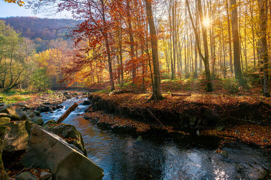 small mountain river among the forest. beautiful nature scenery at sunrise. beech trees in colorful foliage. sunny weather