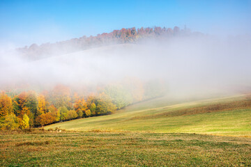 autumn landscape in morning mist. beautiful scenery with colorful forest on the grassy hills. sunny weather
