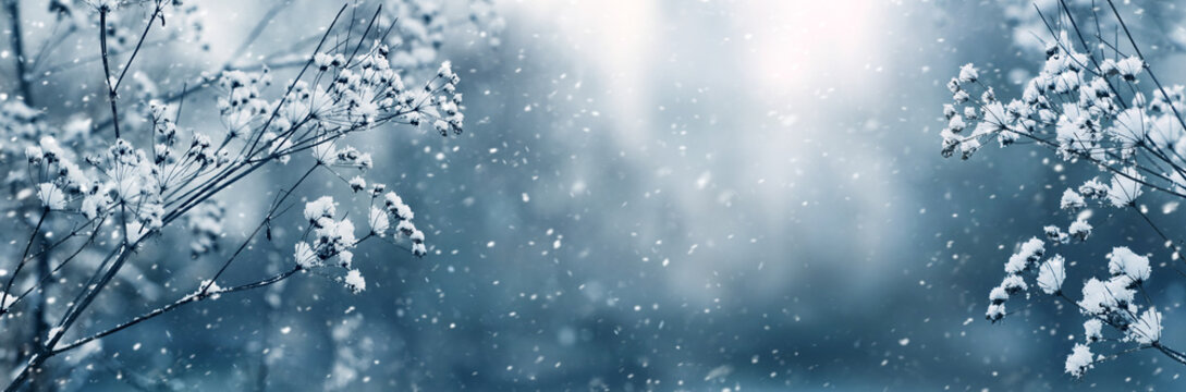 Winter panorama with snow-covered branches of plants on a blurred background during a snowfall