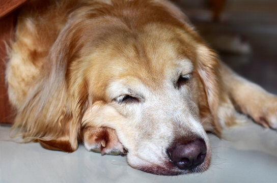 A portrait of a cute Golden Retriever dog lying on the floor in the house.
