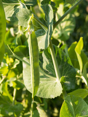 Pea plant growing in garden with green pea pods
