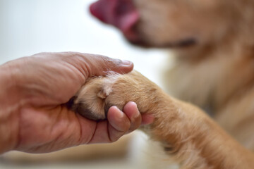 hand and paw of a big dog, a handshake with a pet. Friendship between human and dog.