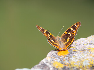 Lesser purple emperor butterfly (Apatura ilia)