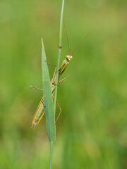 Praying mantis (Mantis religiosa) on blade of grass