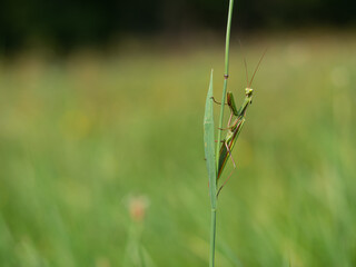 Praying mantis (Mantis religiosa) on blade of grass