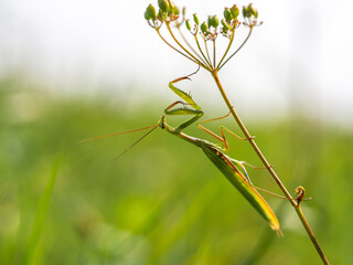 Praying mantis (Mantis religiosa) on plant