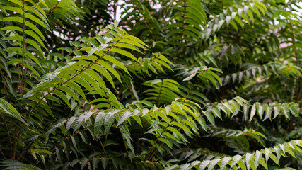 Detalle de ramas verdes de un árbol moviéndose por el viento 
