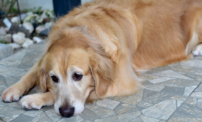 The Golden dog slept on the floor, stared in the face, closed his eyes