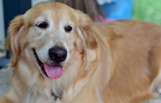 Closeup of Happy Golden retriever dog Portrait.