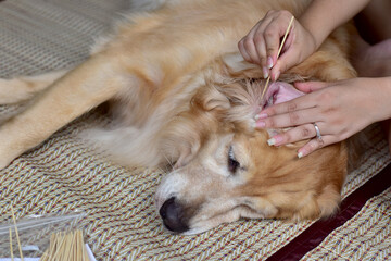 Golden Dog on the owner leg ear cleaning after the bath is complete and comfortable.