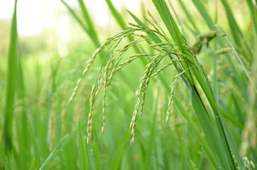 the green ripe paddy plant grains in the season.