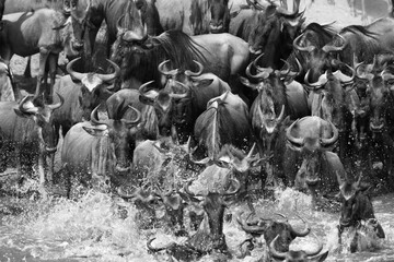 The wildebeest are also called as Gnu, these are even-hooved (ungulate) mammal
