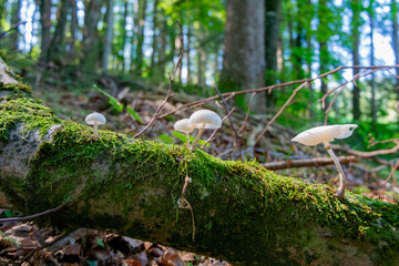Obraz premium PORCELAIN FUNGUS . Oudemansiella mucida . BUCHENSCHLEIMRÜBLING