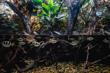 Bunch of fish gathered in the scene split between underwater bursting life and thick surface flora in a perfect ecosystem. Half underwater photo with flock of fish underneath lush surface vegetation