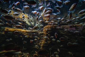 Fototapeta na wymiar Fish flock gathered in an underwater scene. Large group or bunch of fishes packed together under water raises concern for ecosystem sustainability. Crowd of fish in crystal water lacks of living space