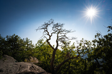 Bizarrer Baum im sommerlichen Sonnenlicht