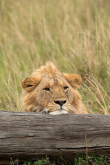 The lion is one of the four big cats and belongs to genus Panthera