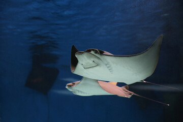 stingray fish swims underwater in an aquarium