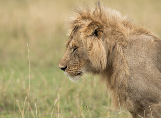 The lion is one of the four big cats and belongs to genus Panthera
