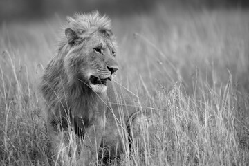 The lion is one of the four big cats and belongs to genus Panthera